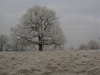 Nether Alderley | Winter 2008 Nether Alderley | Winter 2008